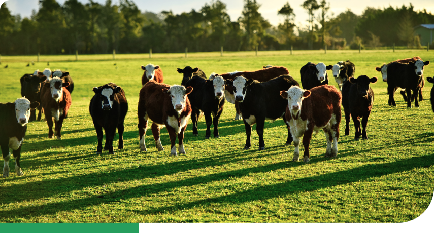 Hereford, Aberdeen Angus cattle